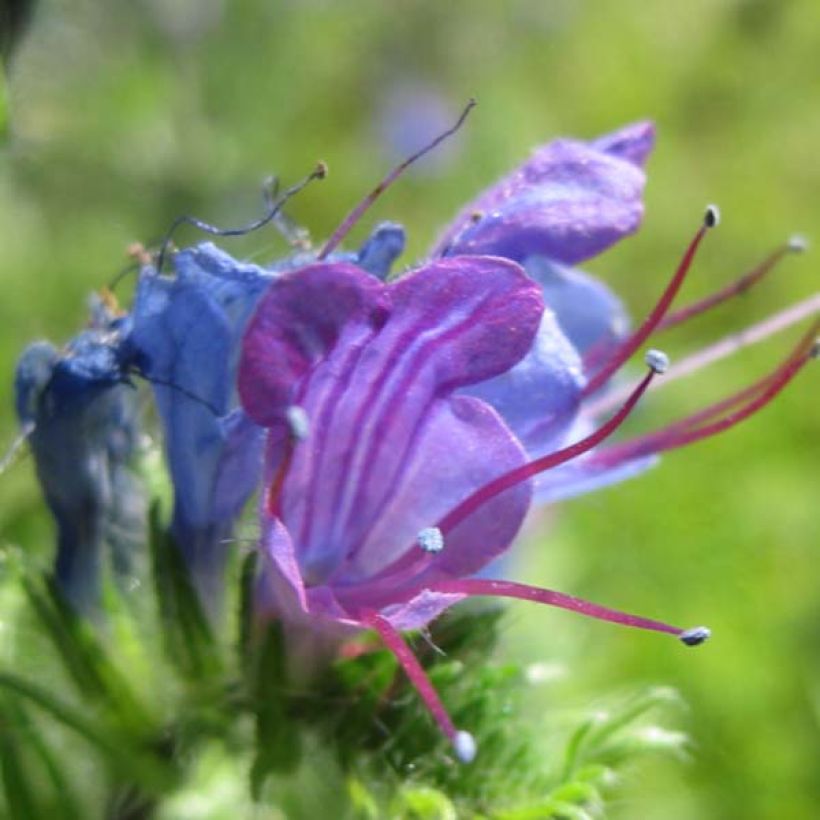 Echium vulgare (Floración)