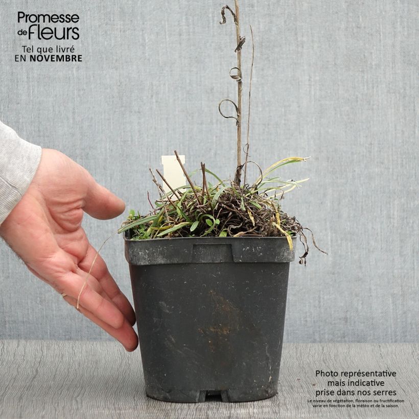 Ejemplar de Leontopodium alpinum - Flor de las nieves Maceta 2L/3L entregado en otoño