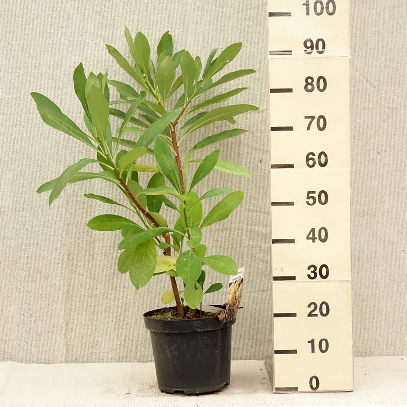 Ejemplar de Edgeworthia chrysantha - Arbusto del papel Maceta 3L/4L entregado en verano