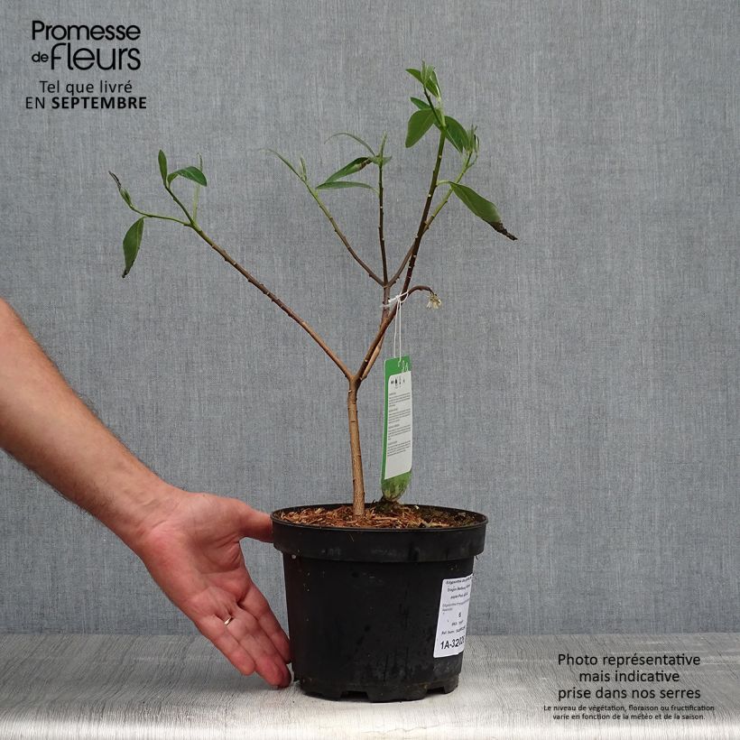Ejemplar de Edgeworthia chrysantha Red Dragon Akebono - Arbusto del papel Maceta 3L/4L entregado en otoño