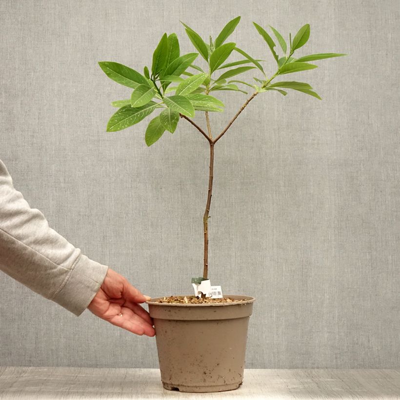 Ejemplar de Edgeworthia chrysantha Red Dragon Akebono - Arbusto del papel Maceta 3L/4L entregado en verano