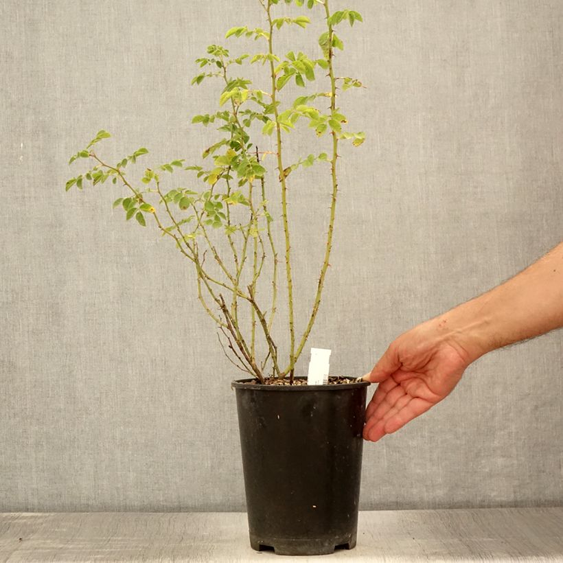 Ejemplar de Rosa rubiginosa - Rosa mosqueta Maceta 2L/3L entregado en verano