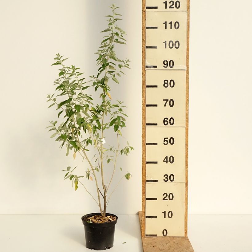 Ejemplar de Elaeagnus angustifolia - Árbol del paraíso Maceta 2L/3L entregado en verano