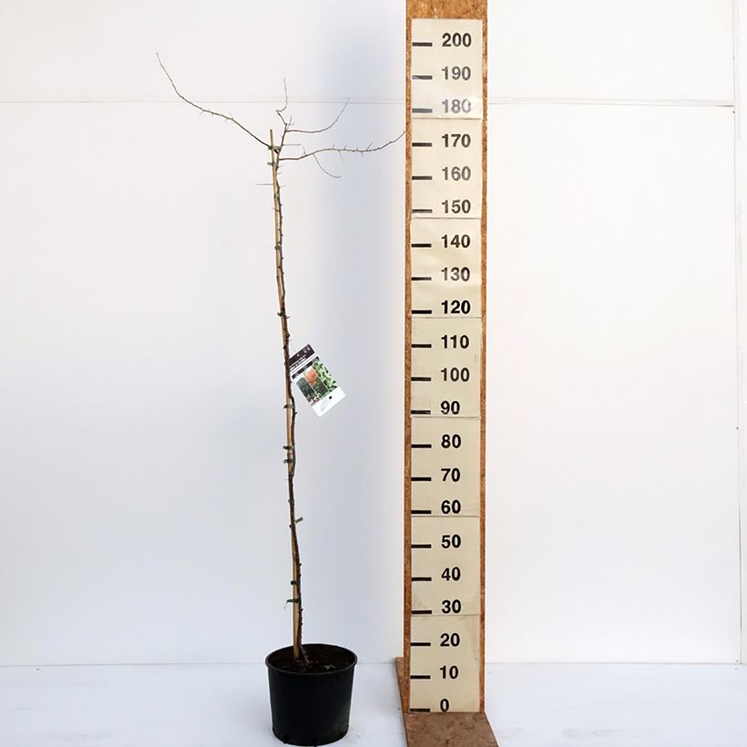 Elaeagnus angustifolia - Árbol del paraíso Maceta 7,5L/10L Ejemplar entregado en invierno