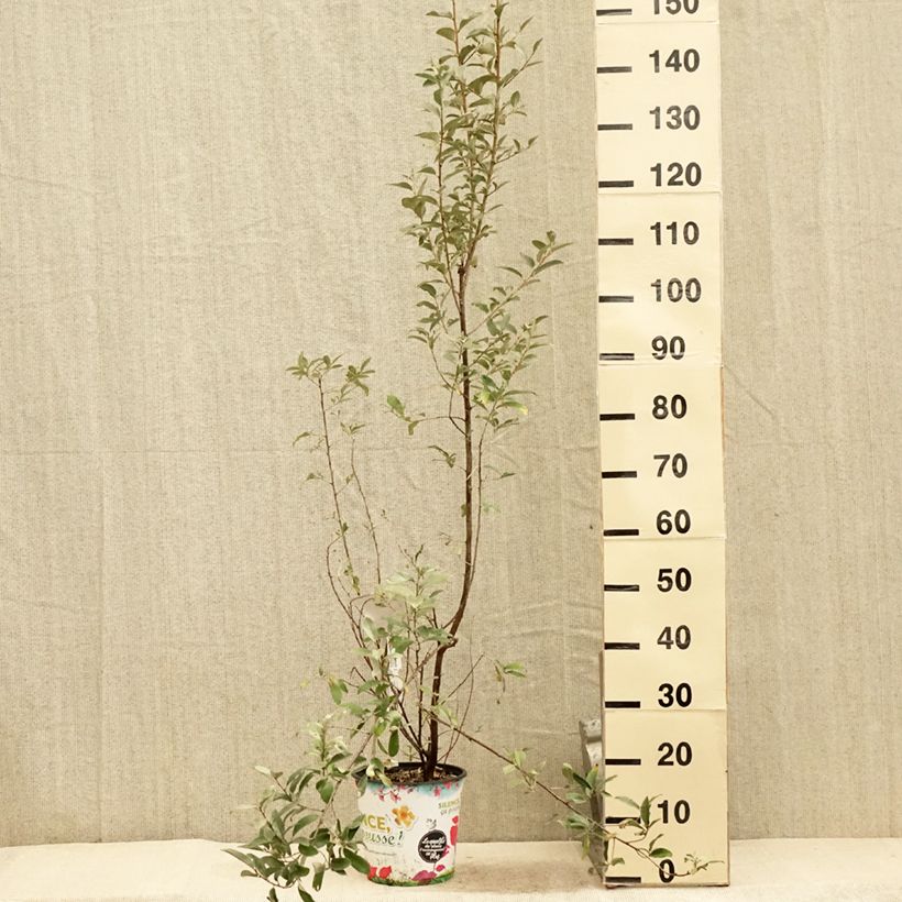 Ejemplar de Elaeagnus commutata Zempin Maceta 4L/5L entregado en verano