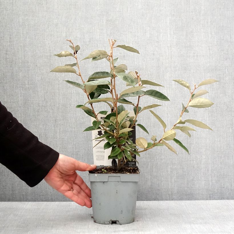 Elaeagnus ebbingei Maceta 2L/3L Ejemplar entregado en invierno