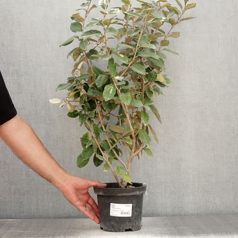 Ejemplar de Elaeagnus ebbingei Maceta 2L/3L entregado en verano