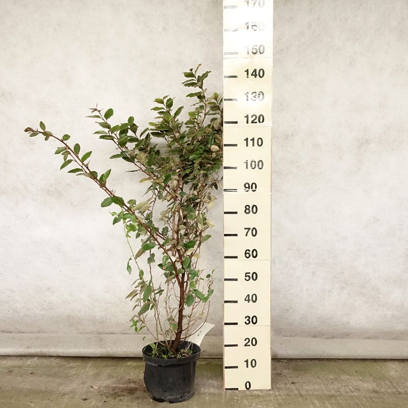 Ejemplar de Elaeagnus ebbingei Maceta 7,5L/10L entregado en verano