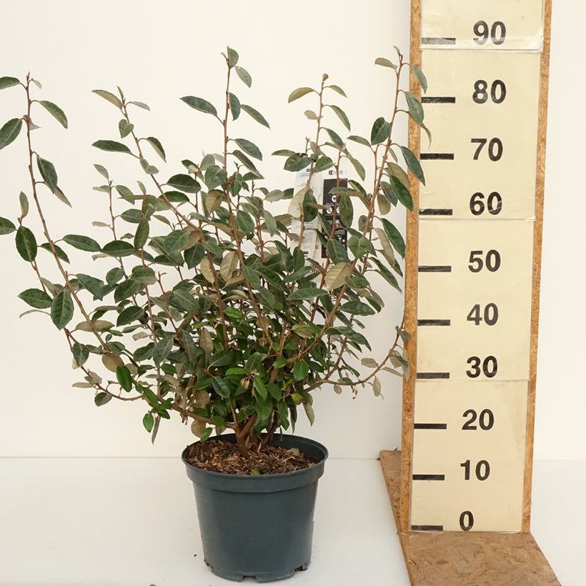 Ejemplar de Elaeagnus ebbingei Maceta 7,5L/10L entregado en otoño