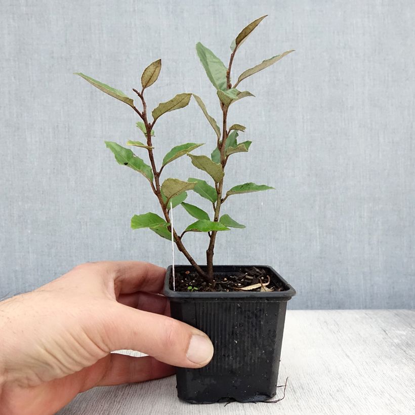 Ejemplar de Elaeagnus ebbingei Maceta de 8/9 cm entregado en otoño