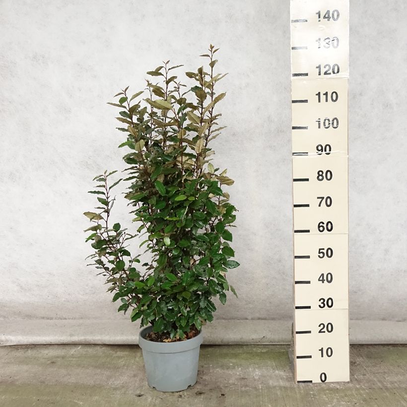 Ejemplar de Elaeagnus ebbingei Compacta Maceta 7,5L/10L entregado en verano