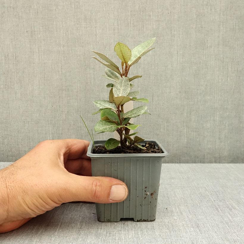 Ejemplar de Elaeagnus ebbingei Compacta Maceta de 8/9 cm entregado en verano