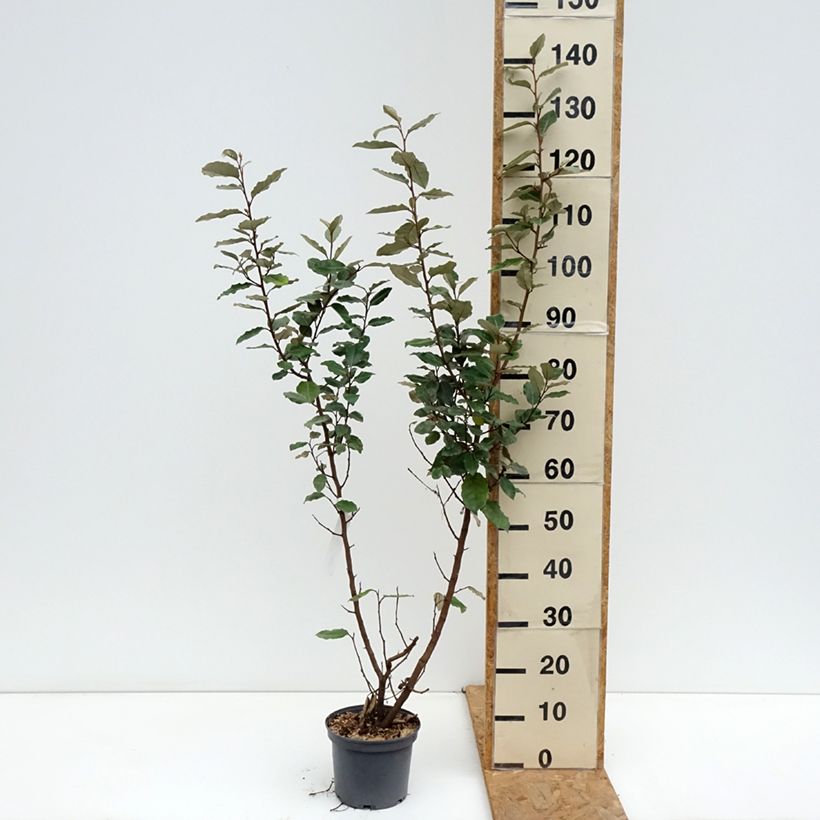 Ejemplar de Elaeagnus ebbingei Compacta Maceta 2L/3L entregado en otoño