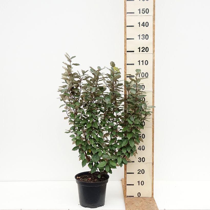 Ejemplar de Elaeagnus ebbingei Compacta Maceta 7,5L/10L entregado en otoño