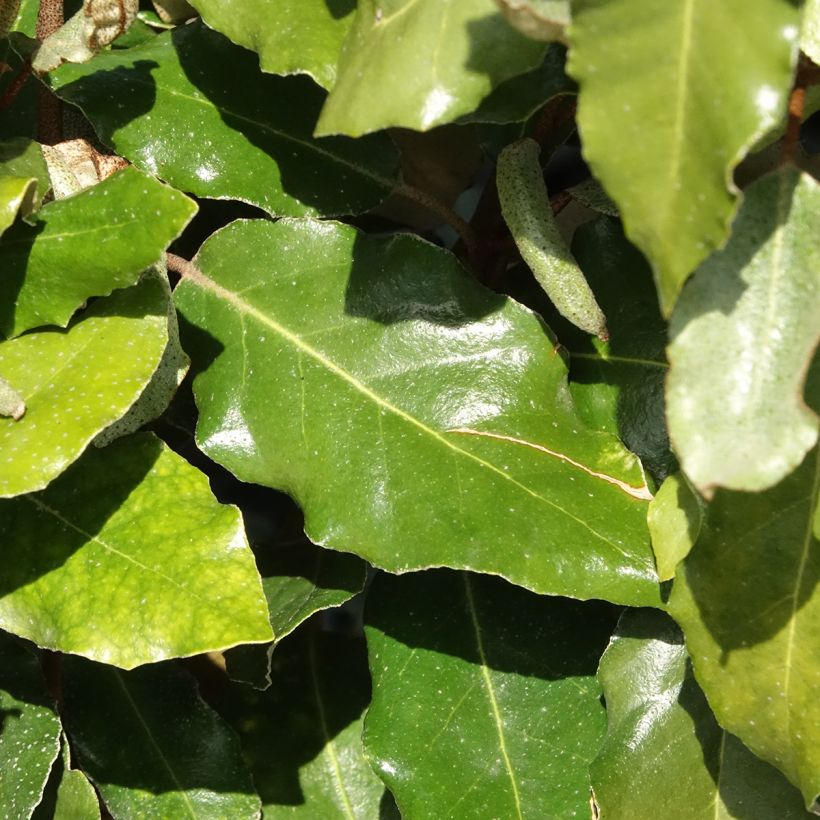 Elaeagnus ebbingei Crispy (Follaje)