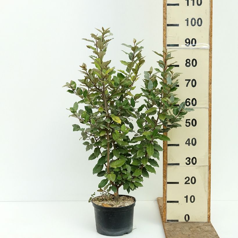 Ejemplar de Elaeagnus ebbingei Crispy Maceta 4L/5L entregado en verano