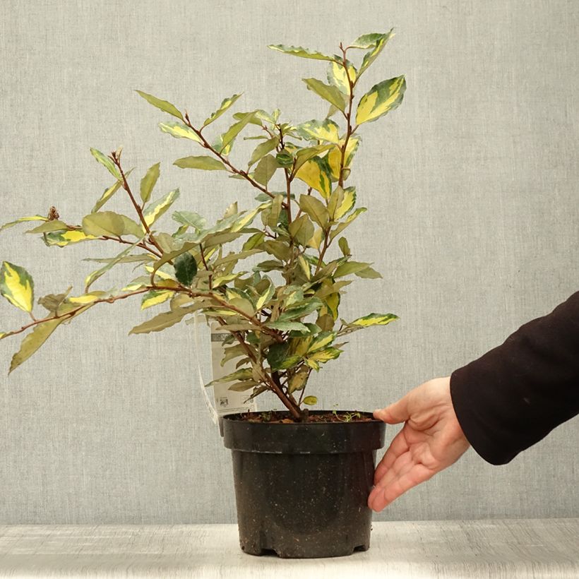 Ejemplar de Elaeagnus ebbingei Eleador Maceta 3L/4L entregado en otoño