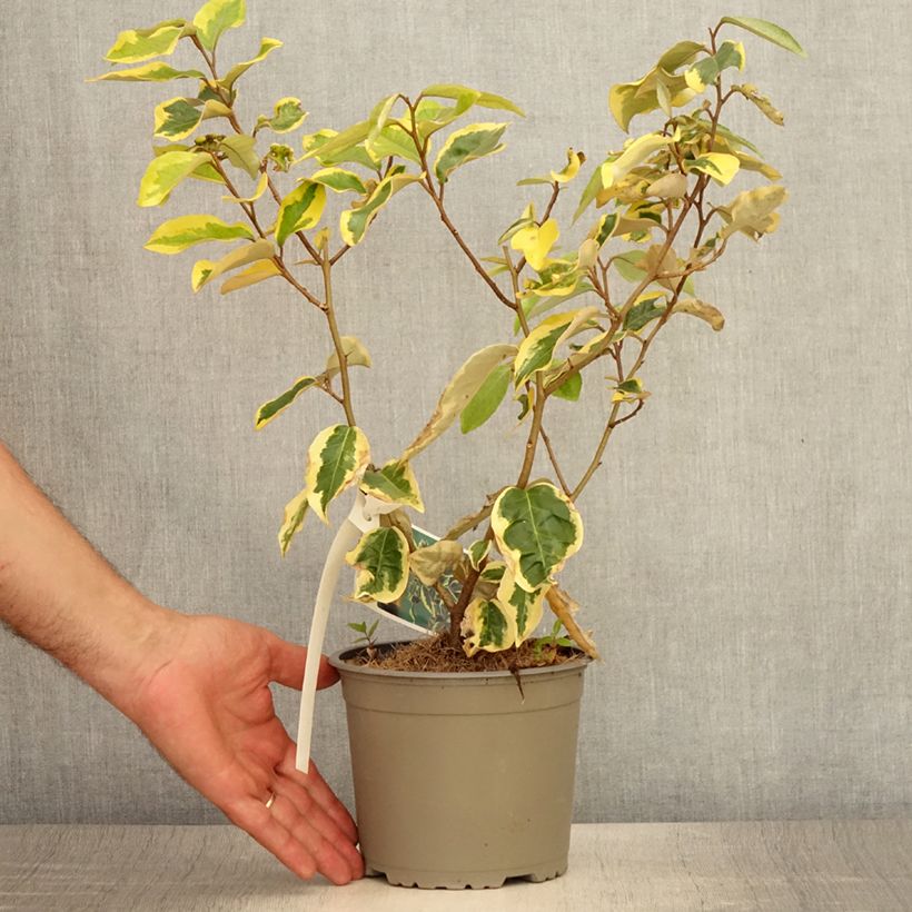 Ejemplar de Elaeagnus ebbingei Gilt Edge - Chalef Pot de 2L/3L entregado en verano