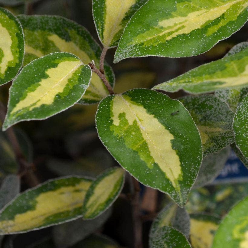 Elaeagnus ebbingei Limelight (Follaje)