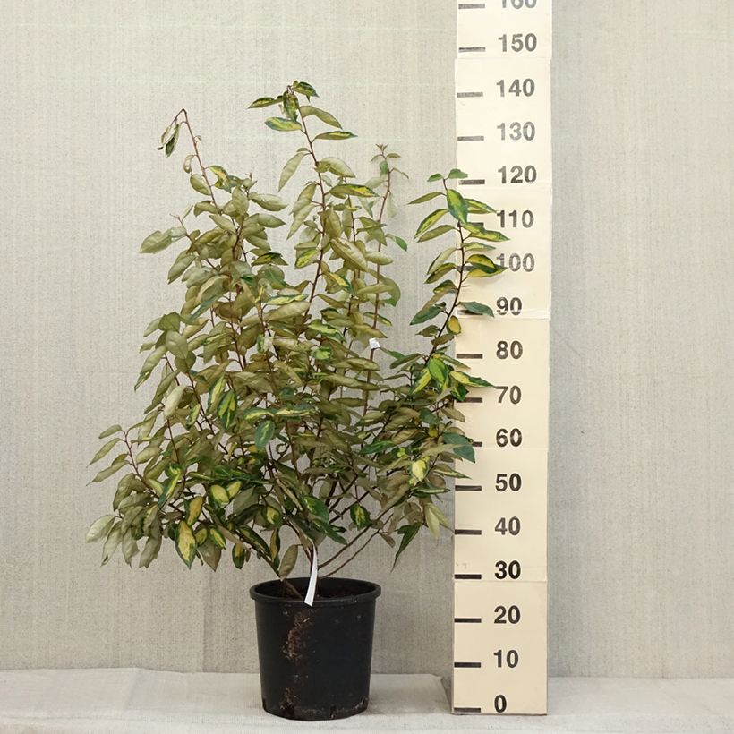 Ejemplar de Elaeagnus ebbingei Limelight Maceta 7,5L/10L entregado en otoño