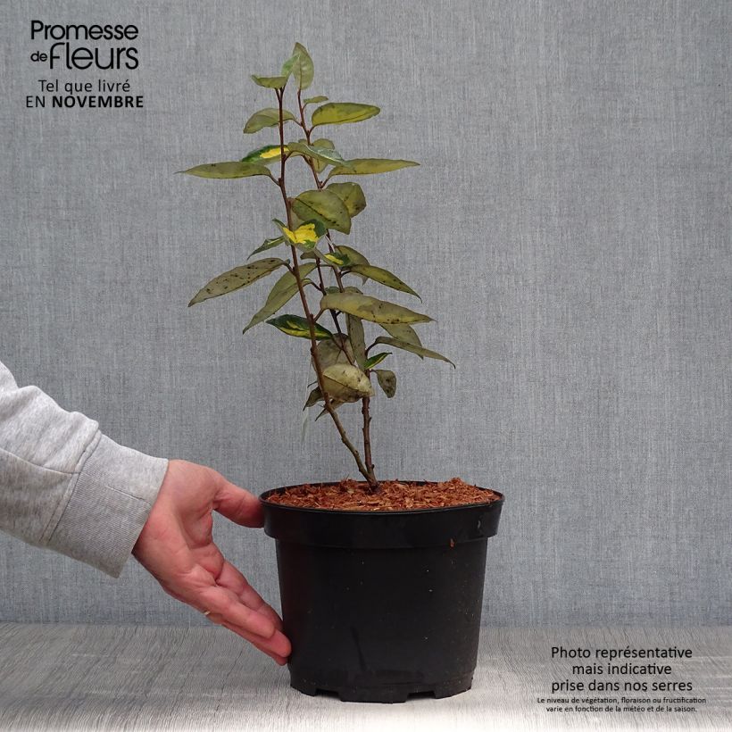 Ejemplar de Elaeagnus ebbingei Limelight Maceta 2L/3L entregado en otoño