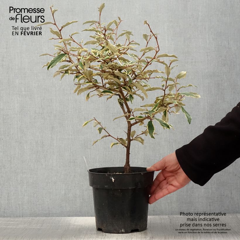 Elaeagnus pungens Hosuba Fukurin Maceta 3L/4L Ejemplar entregado en invierno