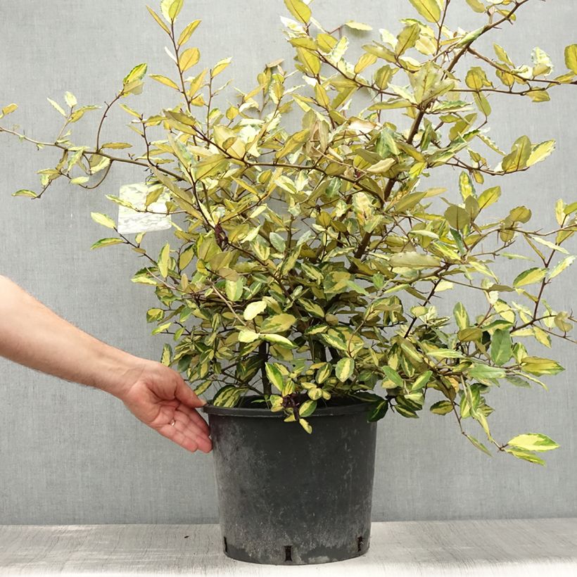 Ejemplar de Elaeagnus pungens Maculata Maceta 7,5L/10L entregado en verano