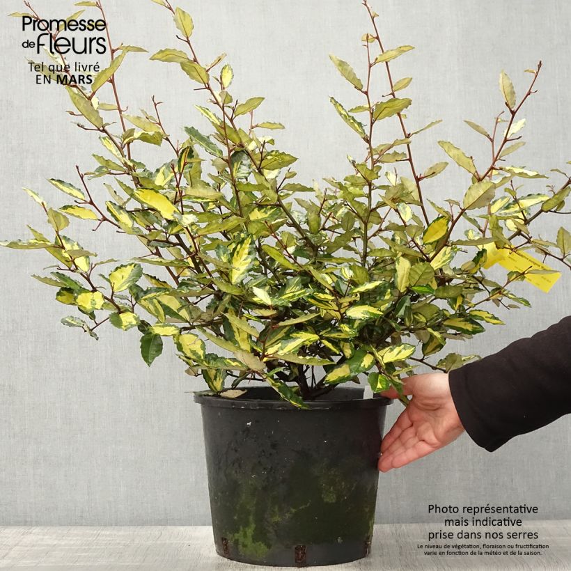 Elaeagnus pungens Maculata Maceta 7,5L/10L Ejemplar entregado en la primavera