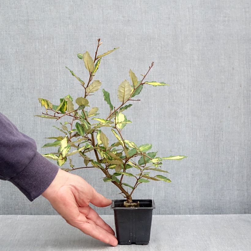 Ejemplar de Elaeagnus pungens Maculata Maceta de 8/9 cm entregado en otoño