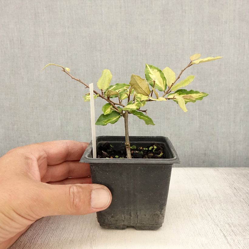 Ejemplar de Elaeagnus pungens Maculata Maceta de 8/9 cm entregado en verano