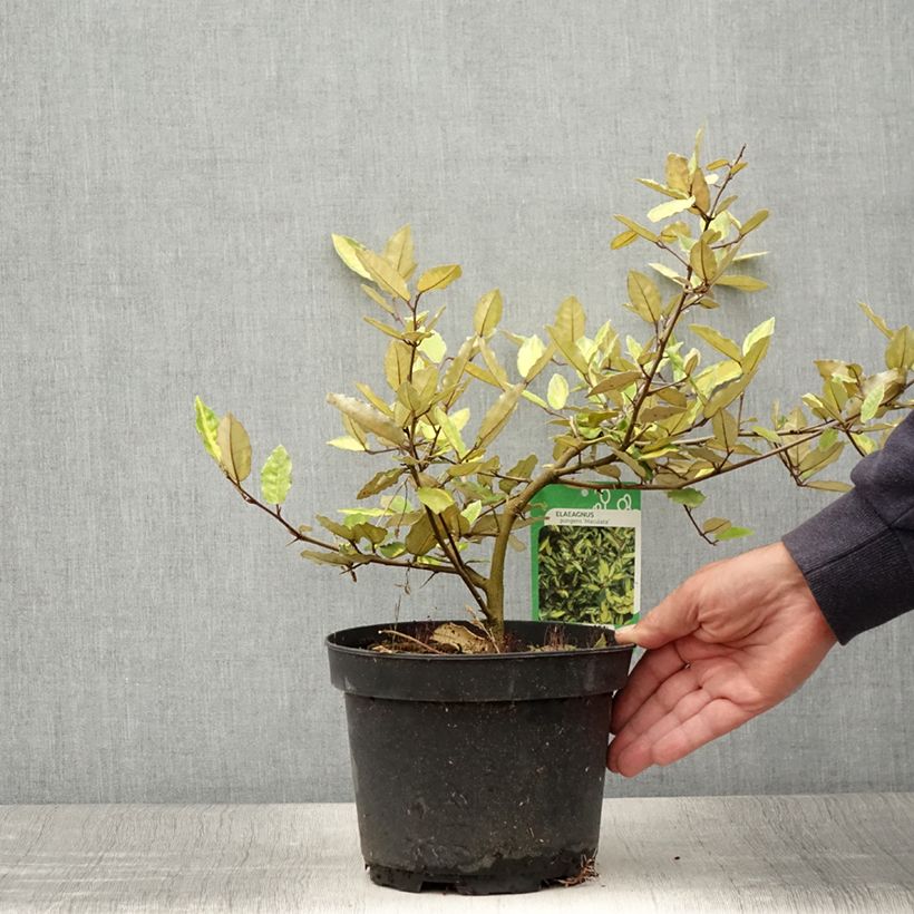 Ejemplar de Elaeagnus pungens Maculata Maceta 2L/3L entregado en verano