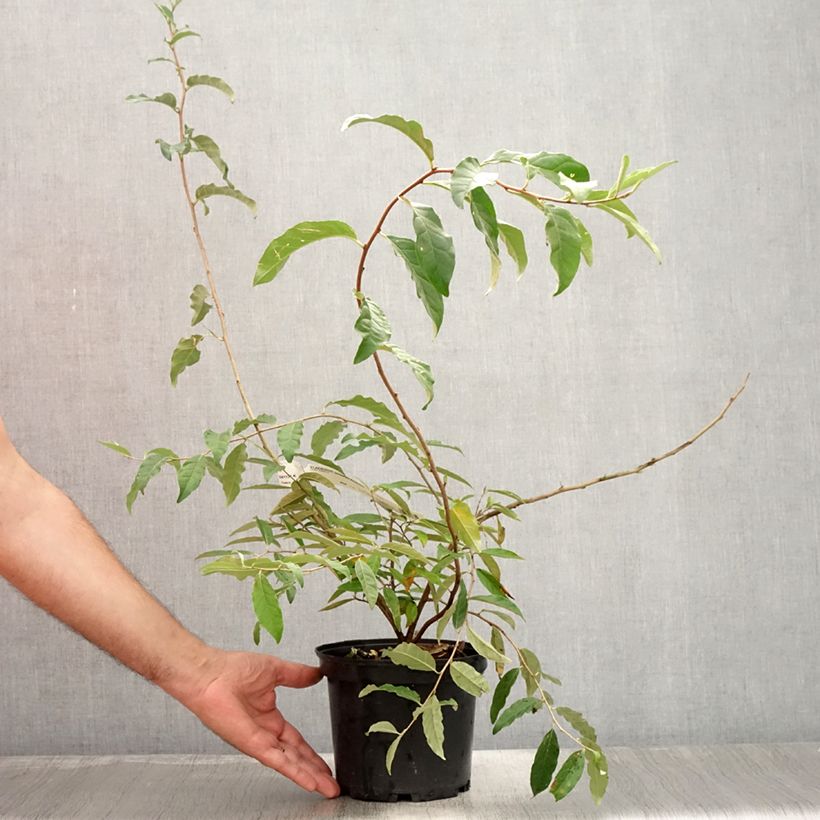 Ejemplar de Arándano japonés Pointilla Amoroso - Elaeagnus umbellata Maceta 2L/3L entregado en verano