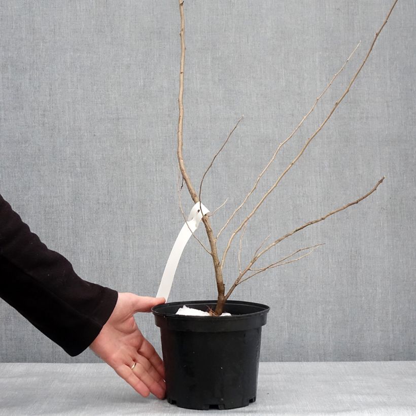 Arándano japonés Pointilla Amoroso - Elaeagnus umbellata Maceta 2L/3L Ejemplar entregado en invierno
