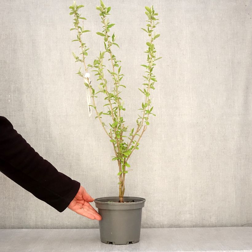 Arándano japonés - Elaeagnus umbellata Maceta 3L/4L Ejemplar entregado en la primavera