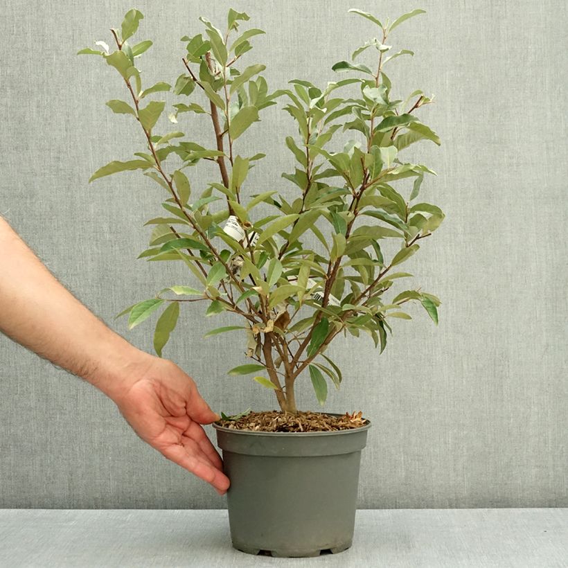 Ejemplar de Arándano japonés - Elaeagnus umbellata Maceta 3L/4L entregado en verano