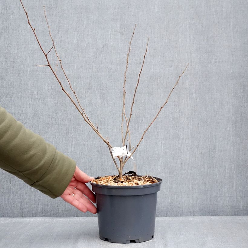 Arándano japonés Fortunella - Elaeagnus umbellata Maceta 2L/3L Ejemplar entregado en invierno