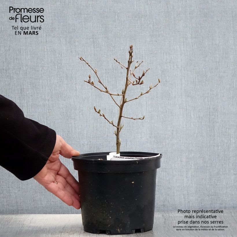 Arándano japonés Pointilla Sweet'N'Sour - Elaeagnus umbellata Maceta 2L/3L Ejemplar entregado en la primavera