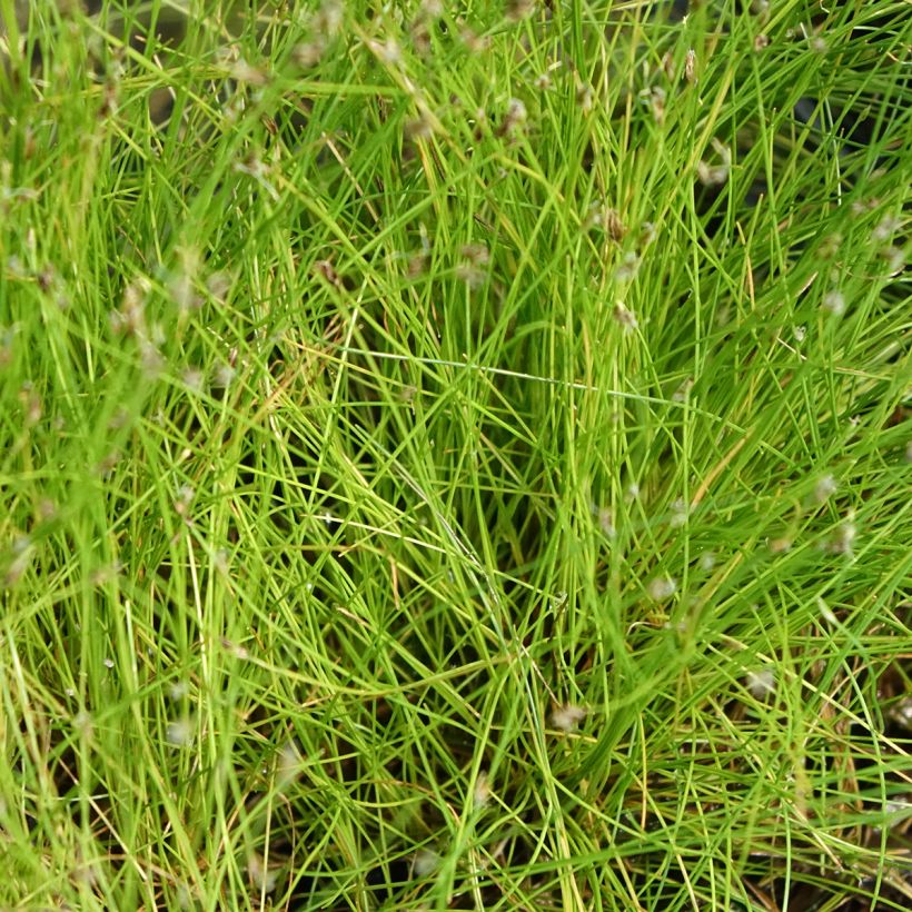 Eleocharis acicularis - Junco de agua (Follaje)