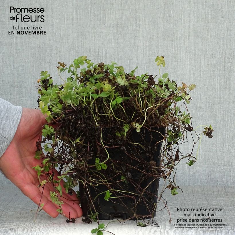 Ejemplar de Ellisiophyllum pinnatum Maceta 2L/3L entregado en otoño