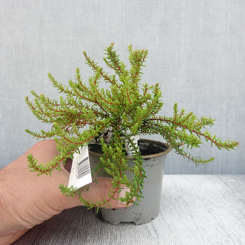 Ejemplar de Empetrum nigrum Bernstein Maceta de 10 cm/11 cm entregado en verano