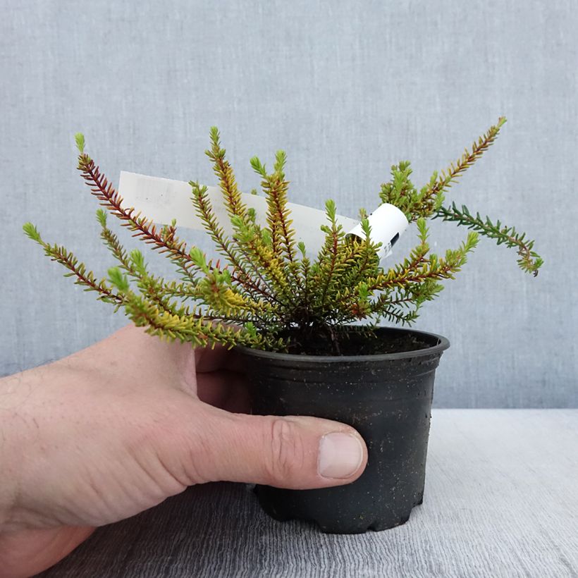 Empetrum nigrum Bernstein Maceta de 10 cm/11 cm Ejemplar entregado en la primavera