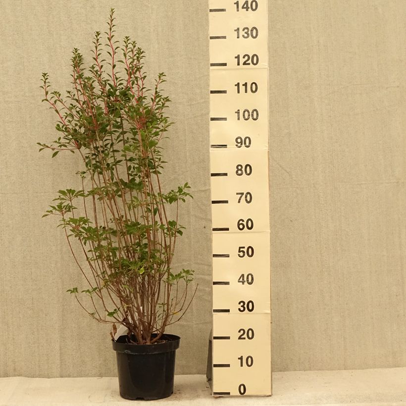 Ejemplar de Enkianthus campanulatus - Enquianto Maceta 6L/7L entregado en verano
