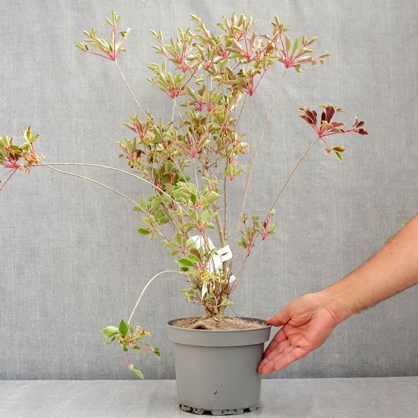 Ejemplar de Enkianthus campanulatus Prettycoat Maceta 2L/3L entregado en verano