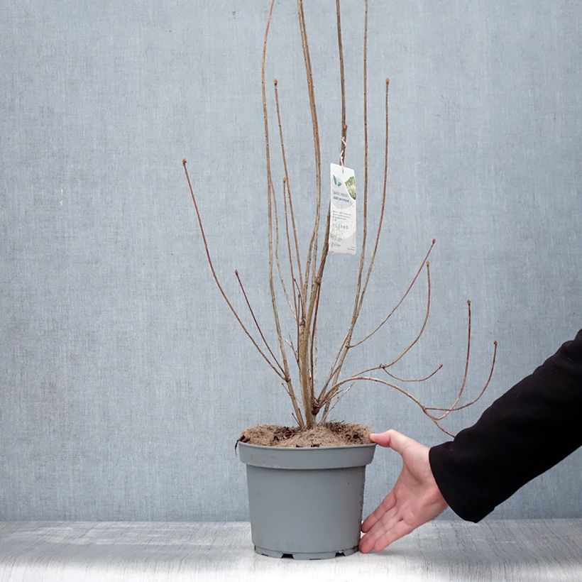 Enkianthus campanulatus Prettycoat Maceta 2L/3L Ejemplar entregado en invierno