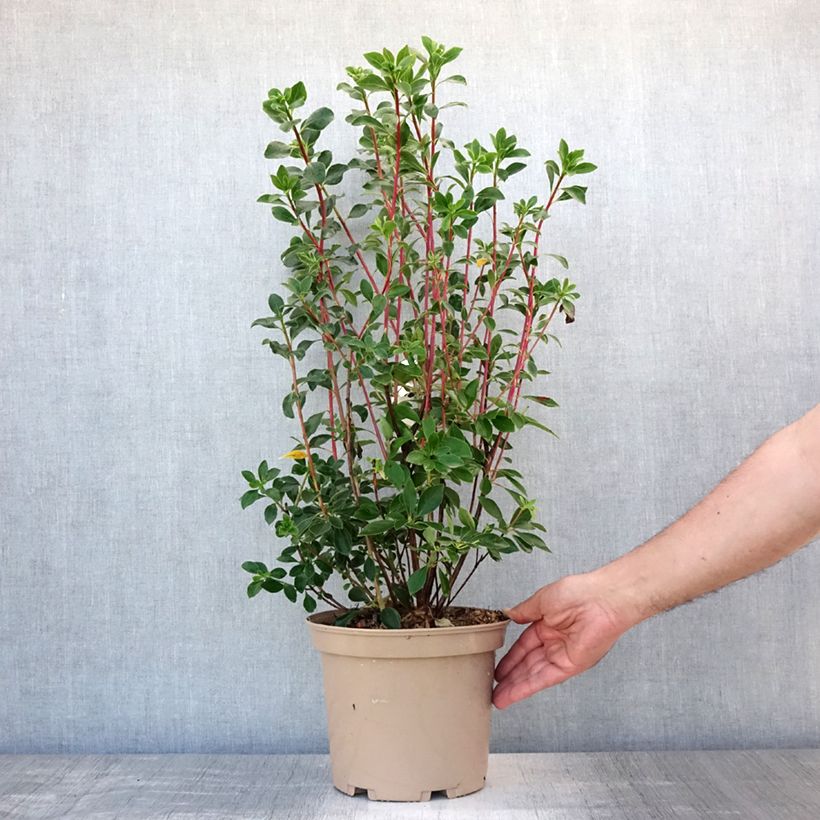 Ejemplar de Enkianthus campanulatus Red Bells Maceta 2L/3L entregado en verano