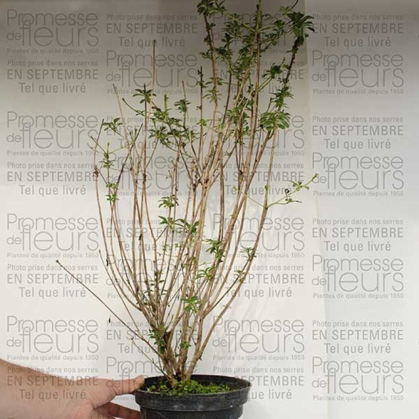 Ejemplo de ejemplar de Enkianthus campanulatus var. palibinii Maceta 4L/5L tal y como se entrega