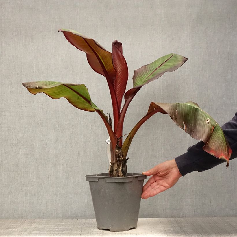 Ejemplar de Ensete ventricosum Maurelii - Falso plátano Maceta 4L/5L entregado en verano