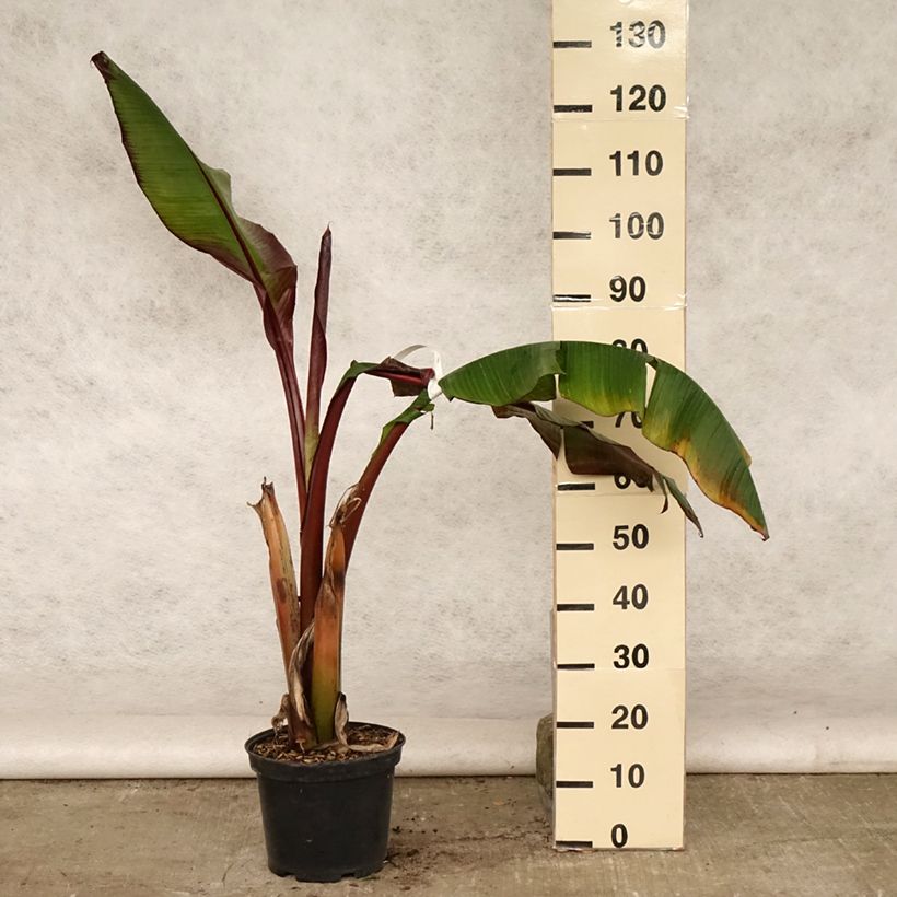 Ejemplar de Ensete ventricosum Maurelii - Falso plátano Maceta 7,5L/10L entregado en verano