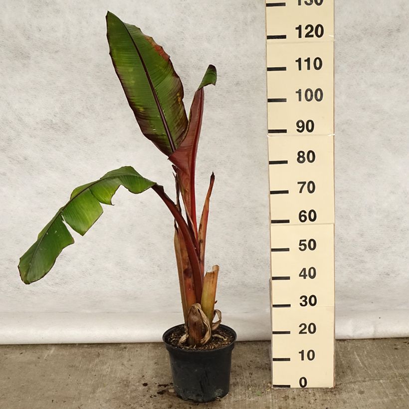 Ensete ventricosum Maurelii - Falso plátano Maceta 7,5L/10L Ejemplar entregado en la primavera