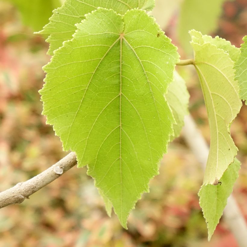 Entelea arborescens (Follaje)